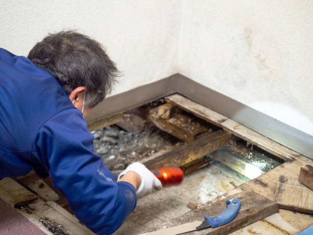 Best Mold Removal Company Near Me  in Bridgeville, DE