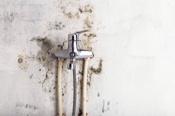 Best Home Mold Removal  in Bridgeville, DE