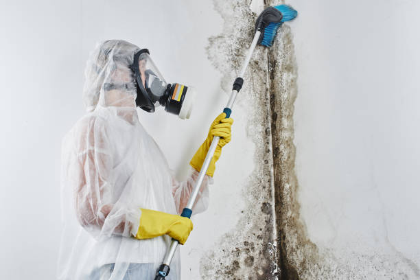 Best Mold Remediation  in Bridgeville, DE