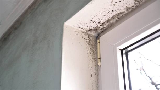 Best Residential Mold Removal  in Bridgeville, DE