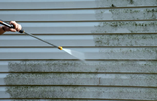 Best Professional Mold Removal  in Bridgeville, DE