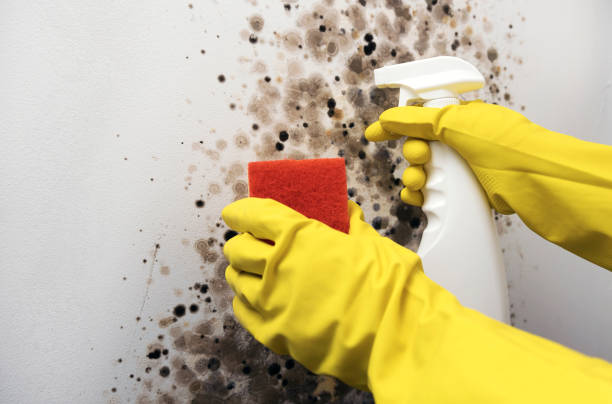 Best Mold Testing  in Bridgeville, DE