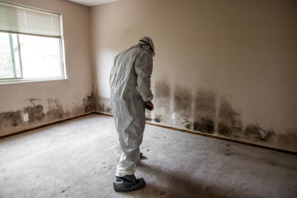 Best Commercial Mold Removal  in Bridgeville, DE